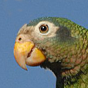 Yellow-billed parrot