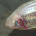 Pachon cavefish
