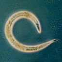 Caenorhabditis elegans (Nematode, N2)