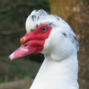 Muscovy Duck (domestic type)