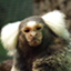 White-tufted-ear marmoset