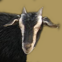 Goat (black bengal)