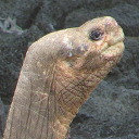 Abingdon island giant tortoise