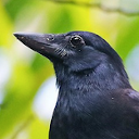 New Caledonian crow