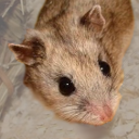 Chinese hamster CriGri