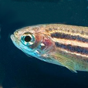 Danio rerio