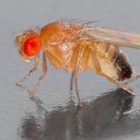 Drosophila melanogaster (Fruit fly)