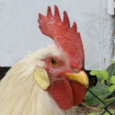 Chicken (paternal White leghorn layer)
