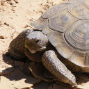 Agassiz's desert tortoise