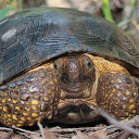 Goodes thornscrub tortoise