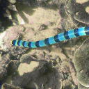 Blue-ringed sea krait