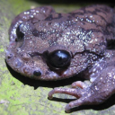 Leishan spiny toad