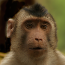 Pig-tailed macaque