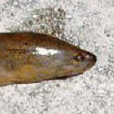 Swamp eel