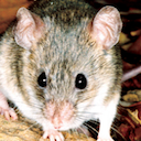 Ryukyu mouse