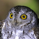 Oriental scops-owl