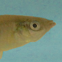 Shortfin molly