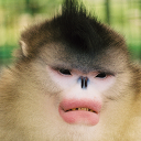 Black snub-nosed monkey
