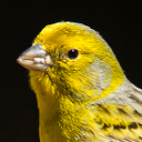 Common canary