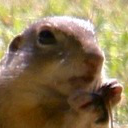 Daurian ground squirrel