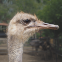 African ostrich