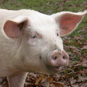 Pig - Berkshire