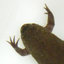 Tropical clawed frog